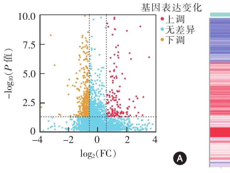 缺血型儿童烟雾病血浆外泌体的生物学功能及其蛋白质组学机制研究