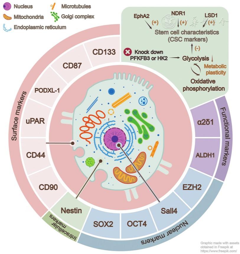 Mechanisms of resistance in small cell lung cancer