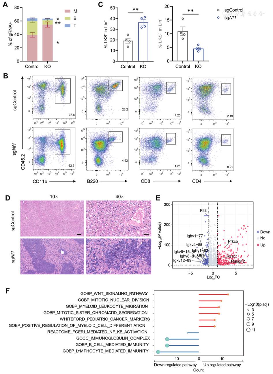 Sequential in vivo CRISPR screens identify the clonal dominance of <i class="italic">Nf1</i> loss in long-term hematopoiesis
