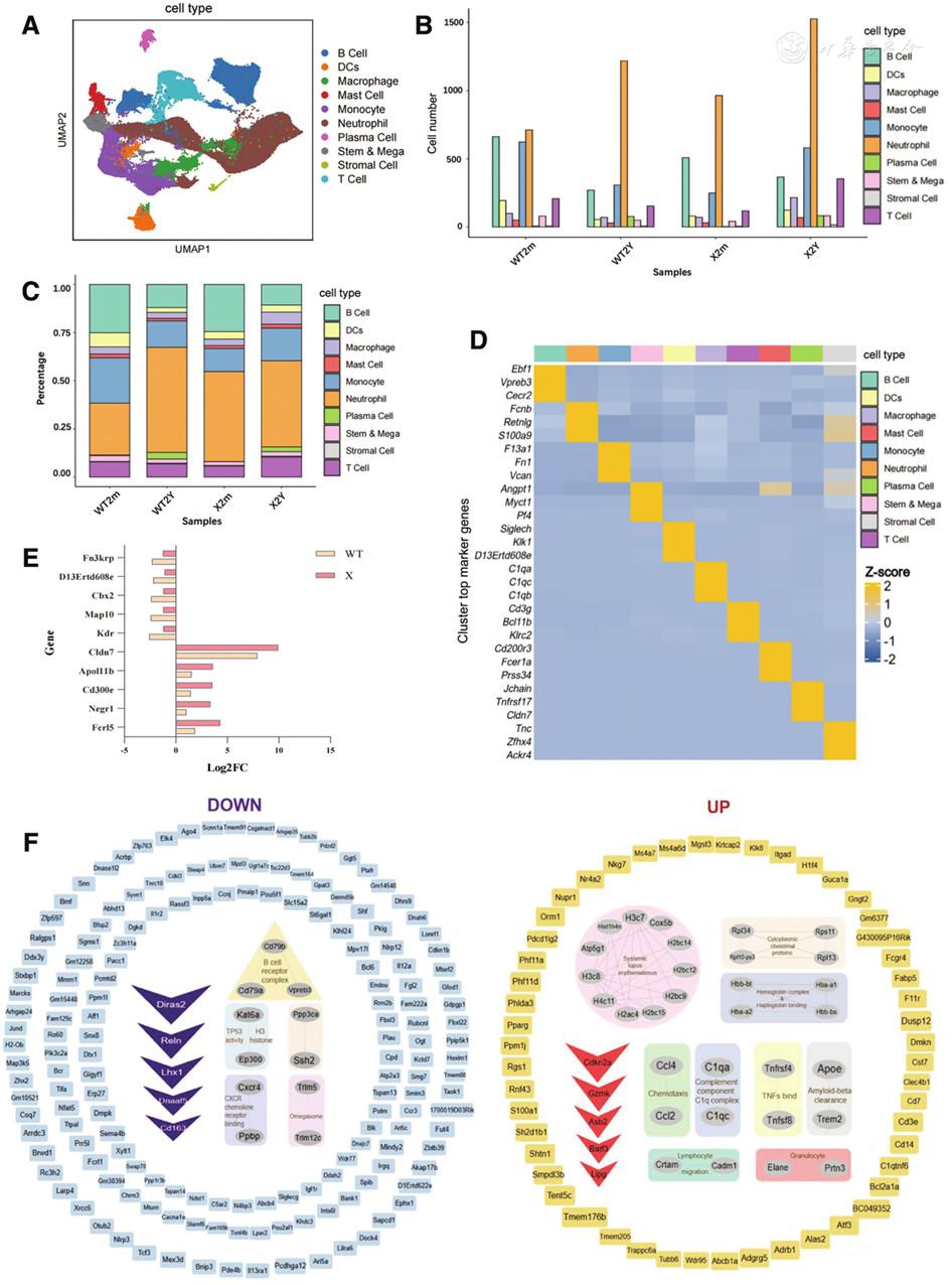 The role of <i class="italic">MXRA7</i> in bone marrow senescence involves macrophage polarization and microenvironment remodeling