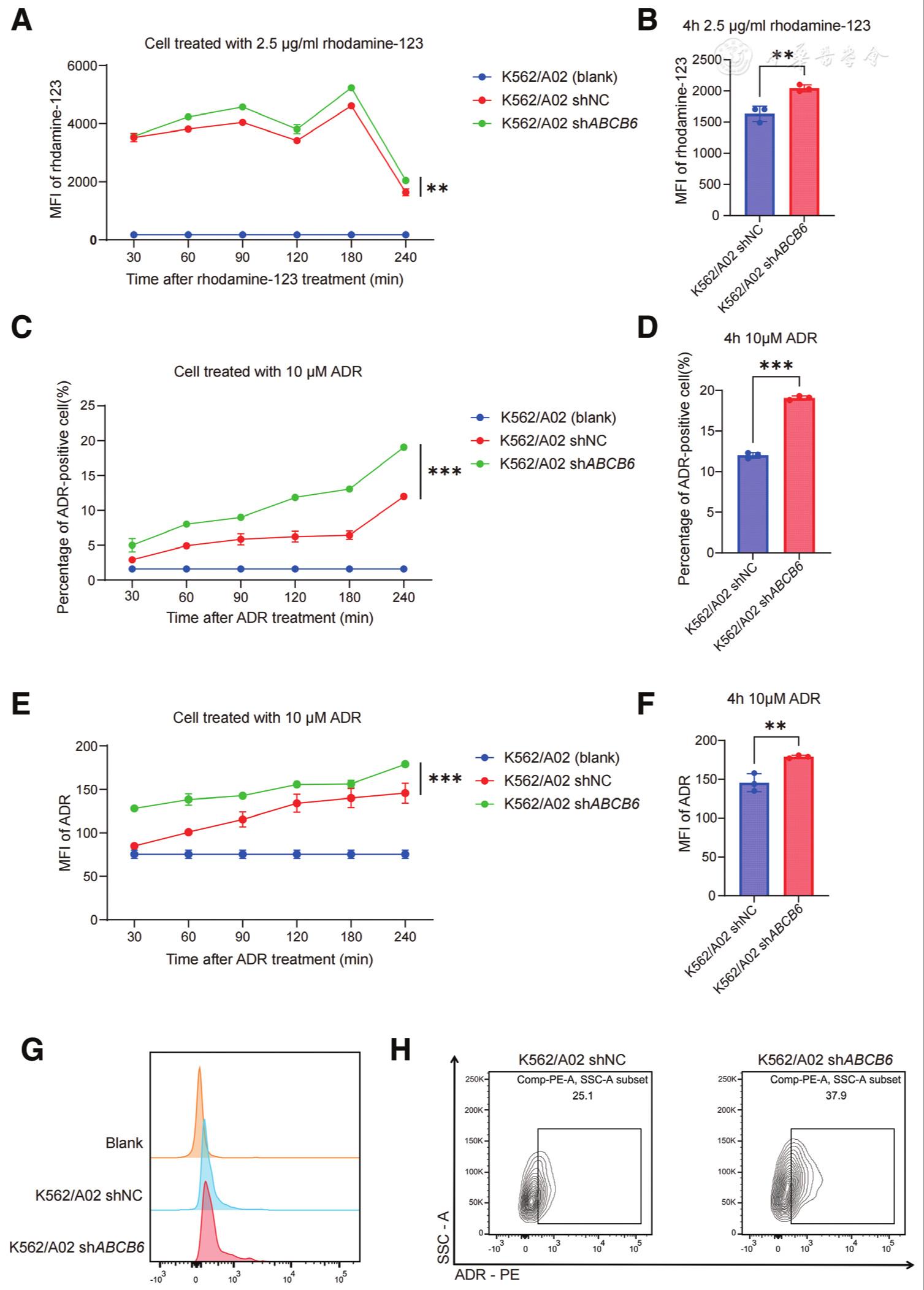 ABCB6 promotes multidrug resistance in leukemia by mediating drug efflux