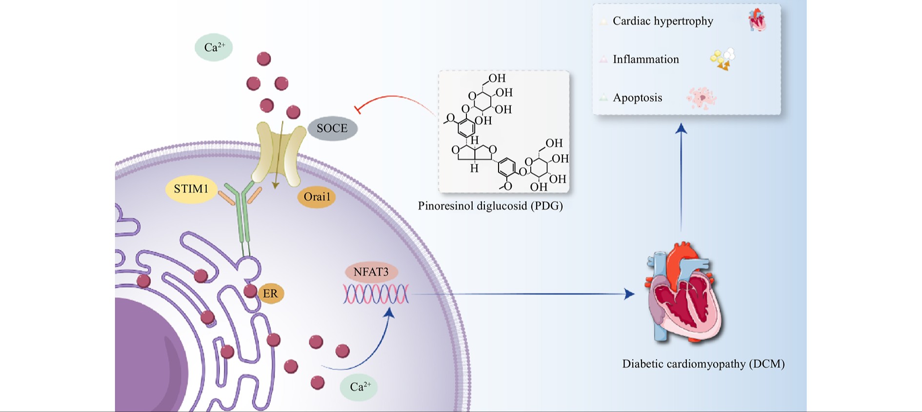 Pinoresinol diglucoside from <i class="italic">Eucommia ulmoides</i> attenuates diabetic cardiomyopathy through suppressing the store-operated calcium entry and downregulating the STIM1/Orai1/NFAT3 signaling pathway