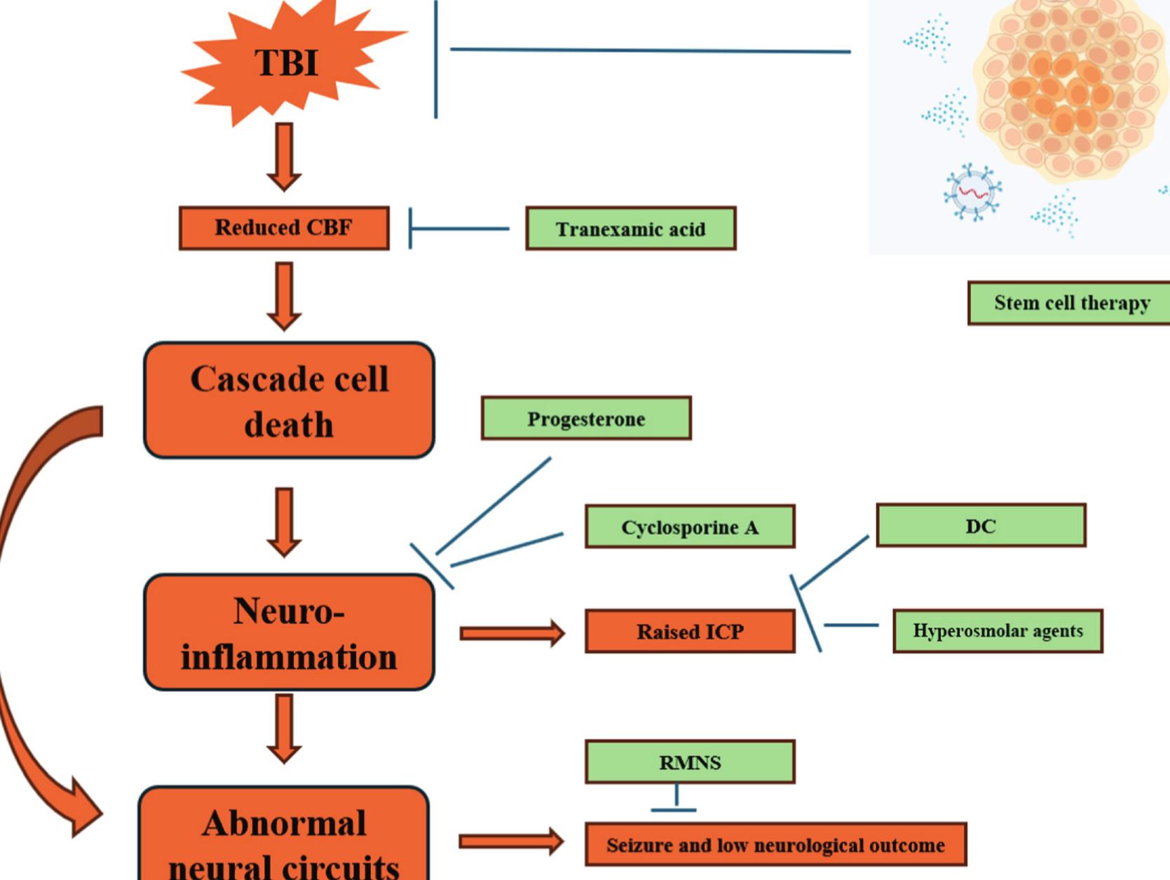 Stem cell therapy for traumatic brain injury: Current advances, clinical challenges, and future directions