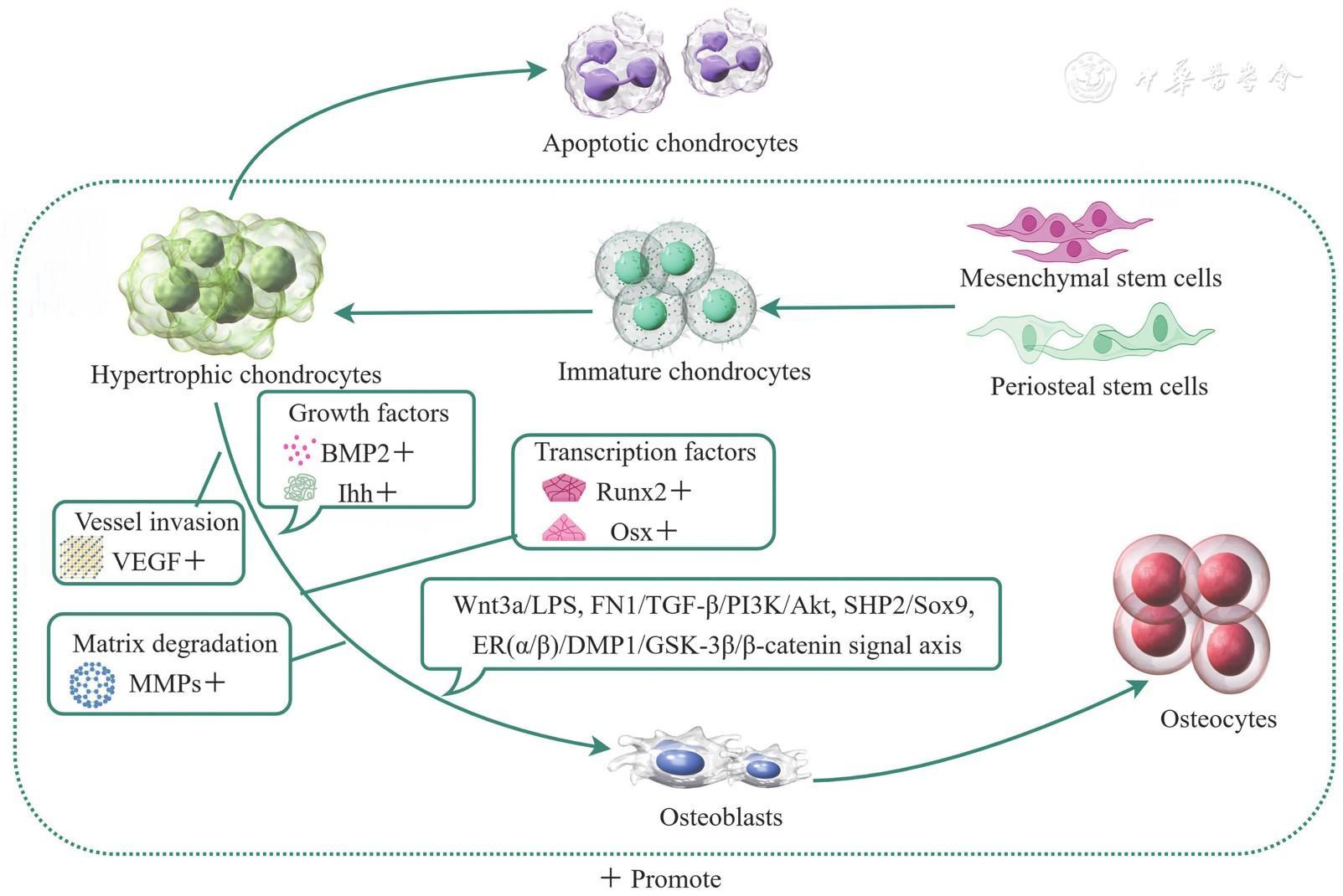 Chondrocytes in fracture healing: A review of chondrocyte journey