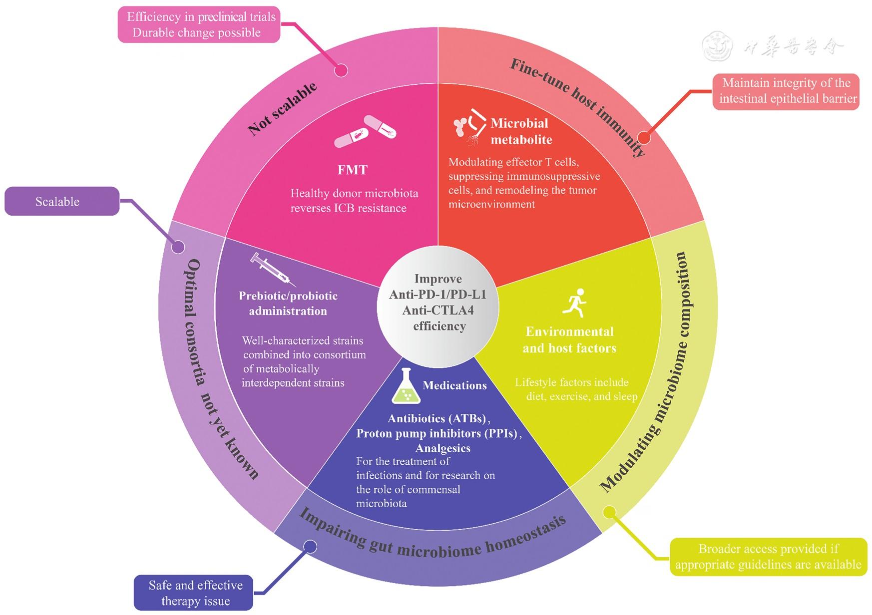 Leveraging gut microbiota for enhanced immune checkpoint blockade in solid tumor therapy