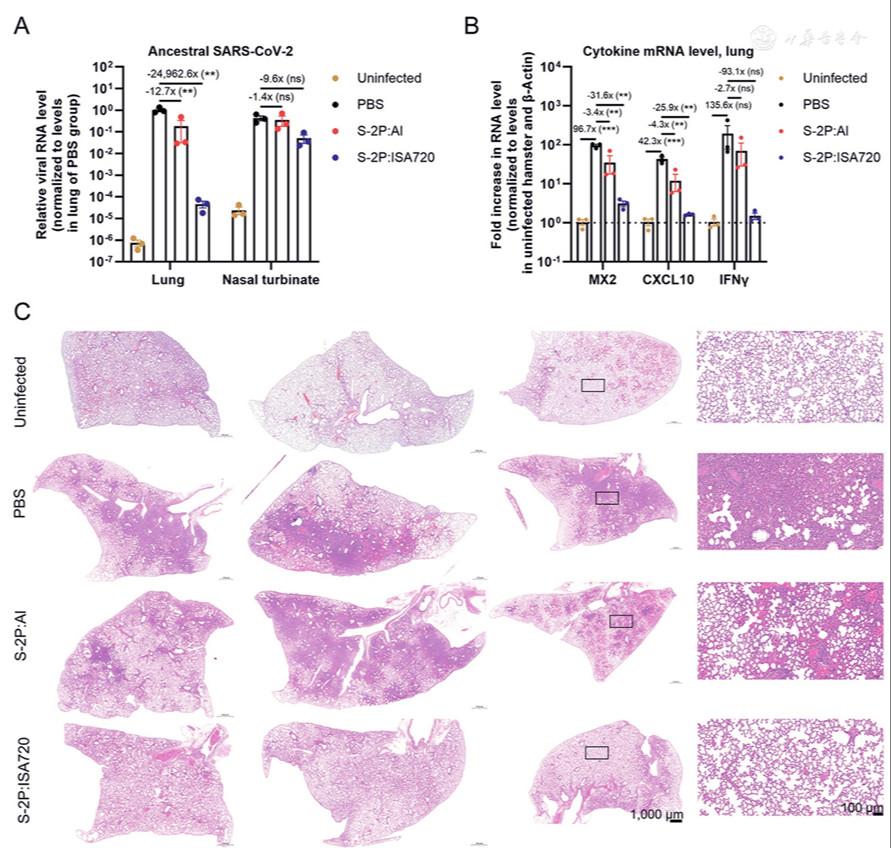 Impact of adjuvants on a recombinant SARS-CoV-2 spike vaccine: Protective efficacy and recall antibody response following homologous challenge