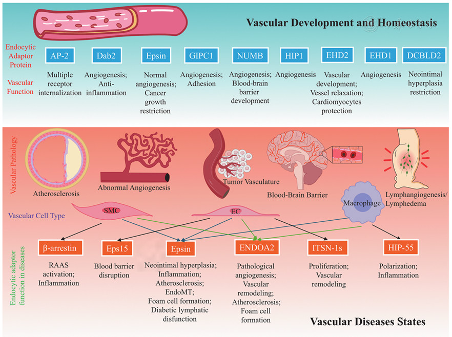 Endocytic Adaptor Proteins in Vascular Diseases: Critical Role of Intracellular Trafficking in Regulating Pathobiology of Vascular Disorders